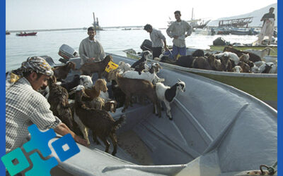 Startups Are Like Researching Goat Smugglers
